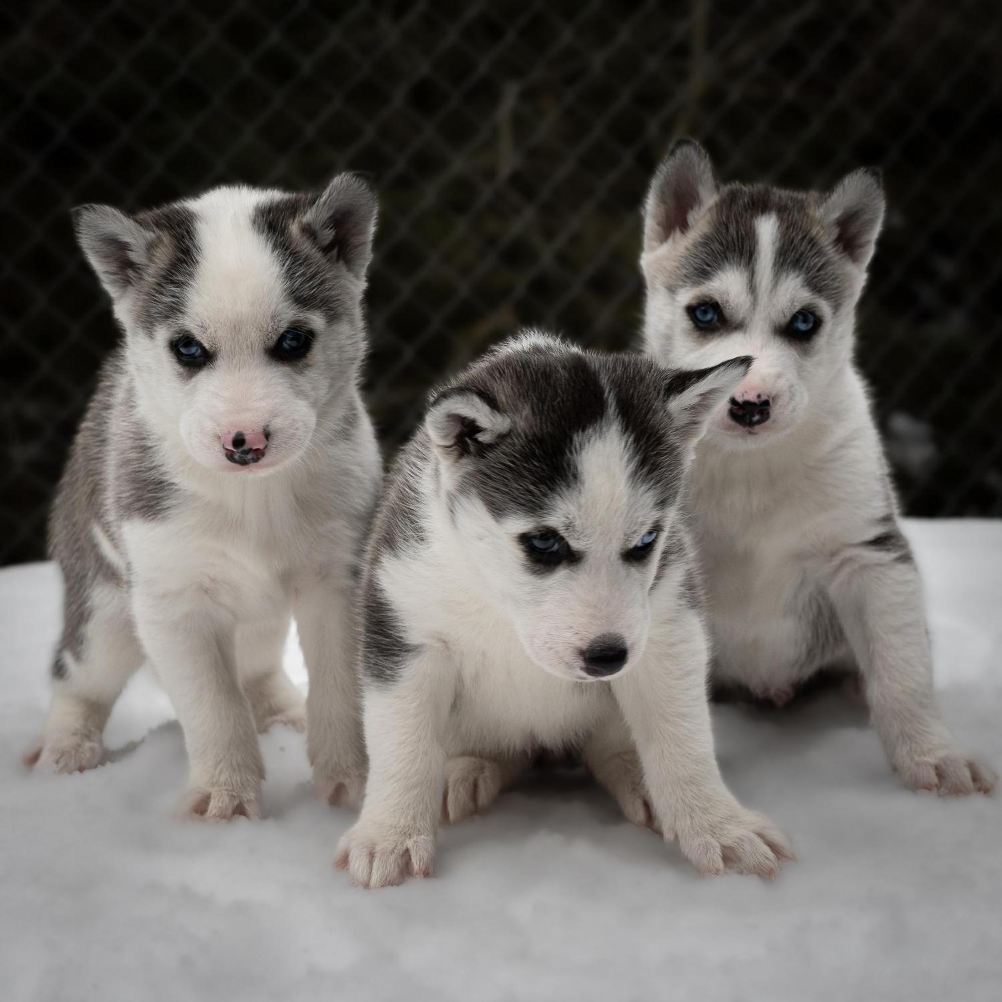 Huettenhotel Husky Lodge Muotathal ภายนอก รูปภาพ