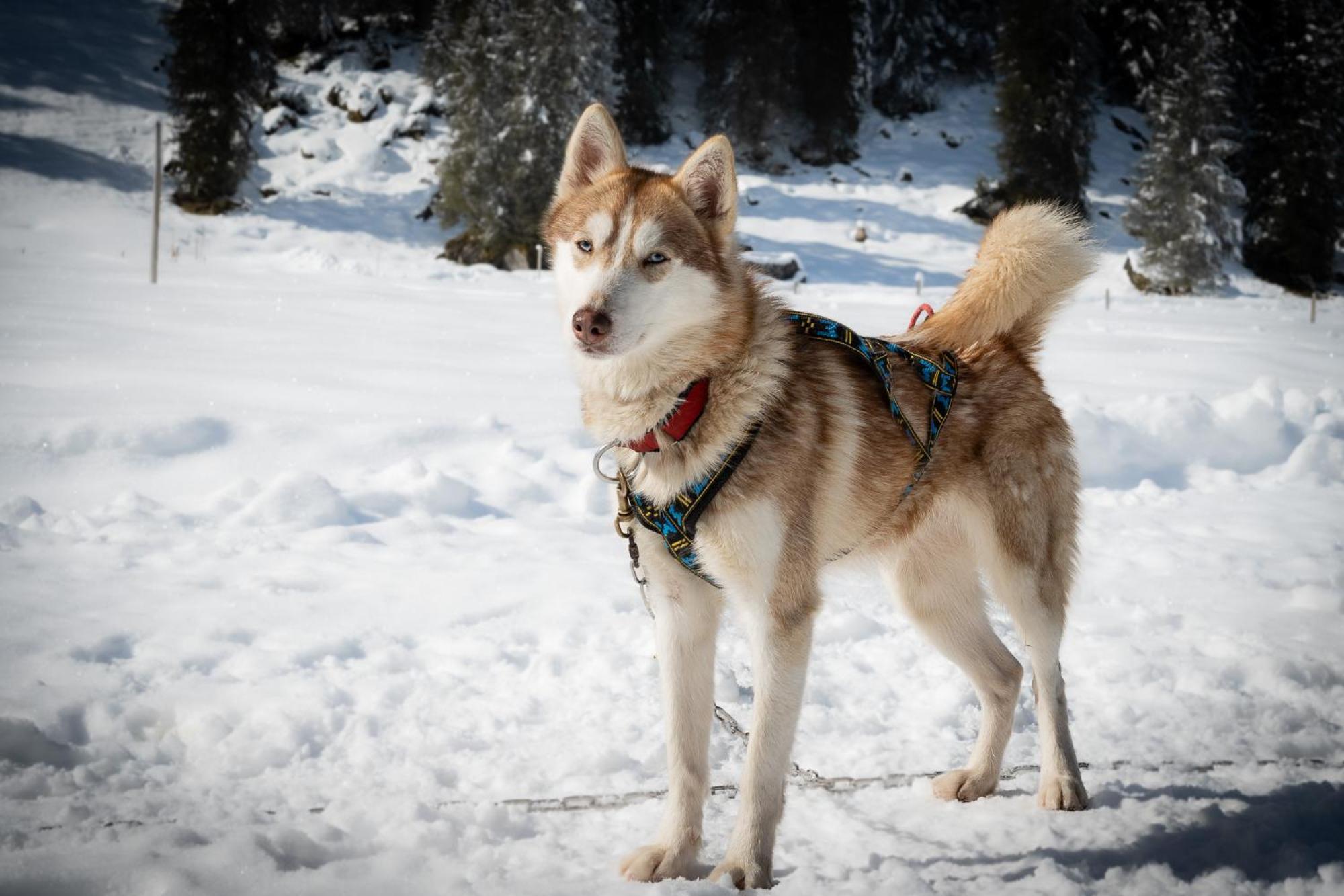 Huettenhotel Husky Lodge Muotathal ภายนอก รูปภาพ