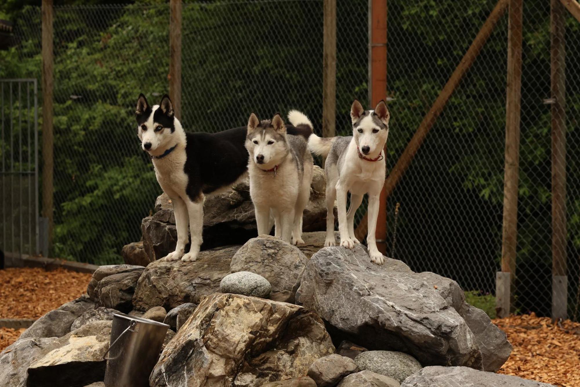 Huettenhotel Husky Lodge Muotathal ภายนอก รูปภาพ